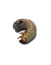 cabbage larva on an isolated