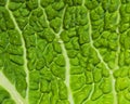 Cabbage Leaf