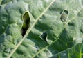 Cabbage leaf affected by pests in the garden Royalty Free Stock Photo