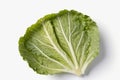 cabbage leaf, cut out on white background Royalty Free Stock Photo