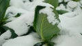 Cabbage leaf green field winter snow cole crops white, farm farming garden leaves bio organic Brassica oleracea var