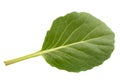 Cabbage leaf isolated Royalty Free Stock Photo