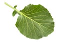 Cabbage leaf isolated Royalty Free Stock Photo