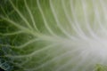 cabbage leaf in macro photography with its ramifications Royalty Free Stock Photo