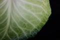 cabbage leaf in macro photography with its ramifications Royalty Free Stock Photo