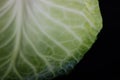 cabbage leaf in macro photography with its ramifications