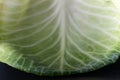 cabbage leaf in macro photography with its ramifications Royalty Free Stock Photo