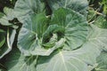 Cabbage leaf from top view Royalty Free Stock Photo