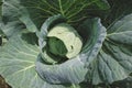 Cabbage leaf from top view Royalty Free Stock Photo