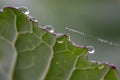 Cabbage leaf with water drops