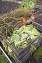 Cabbage leaves on a compost heap