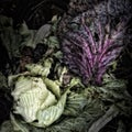 Cabbage Leaves on a Compost Heap