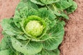 The cabbage leaves damaged by garden caterpillars pests Royalty Free Stock Photo