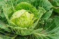 The cabbage leaves damaged by garden caterpillars pests