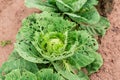The cabbage leaves damaged by garden caterpillars pests