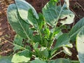 Cabbage leaves eaten by pests