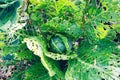 Cabbage leaves eaten by slugs, parasite spoils the harvest Royalty Free Stock Photo