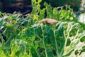 Cabbage leaves eaten by slugs, parasite spoils the harvest