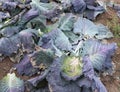 cabbage leaves after harvesting vegetables in the fieldr