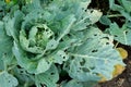 Cabbage leaves with holey. Cabbage leaves eaten by aphids, bugs, caterpillars, snails or other pests Royalty Free Stock Photo