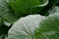 cabbage leaves