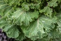 Cabbage leaves with raindrops. Green leaves with water drops. Royalty Free Stock Photo