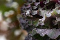 Cabbage leaves with raindrops. Green leaves with water drops. Royalty Free Stock Photo