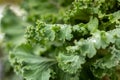 Cabbage leaves with raindrops. Green leaves with water drops. Royalty Free Stock Photo