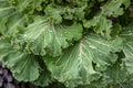 Cabbage leaves with raindrops. Green leaves with water drops. Royalty Free Stock Photo