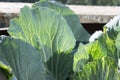 Cabbage leaves with veins backlit in garden kaleyard