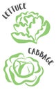 Cabbage and lettuce hand painted with ink brush isolated on white background Royalty Free Stock Photo