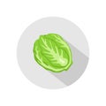 Cabbage or lettuce icon vector. illustration of cabbage or lettuce isolated on grey circle. healthy vegetable, nutrition icon