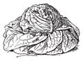 Cabbage Lettuce Vintage Illustration
