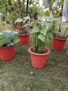 Cabbage and long beans in a farm in india