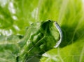 Cabbage Looper, cabbage worm, moth family Noctuidae Caterpillar Royalty Free Stock Photo