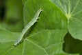 Cabbage looper caterpillar close up near Pune, Maharashtra, India Royalty Free Stock Photo