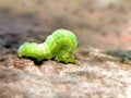 Cabbage Looper caterpillar Royalty Free Stock Photo