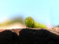 Cabbage Looper caterpillar 1 Royalty Free Stock Photo