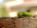 Cabbage Looper Caterpillar 3 Royalty Free Stock Photo