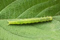 Cabbage looper moth caterpillar.Family Noctuidae, referred to as owlet moths, Trichoplusia ni, Satara Royalty Free Stock Photo