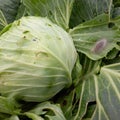 Cabbage looper cabbage semilooper (pupa) Trichoplusia ni (HÃÂ¼bner)