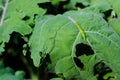 Cabbage Looper Royalty Free Stock Photo