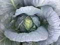 Cabbage with many leaves