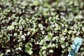 Green and Purple Cabbage Microgreens