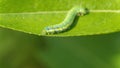 Cabbage moth caterpillar