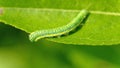 Cabbage moth caterpillar