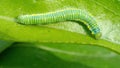 Cabbage moth caterpillar