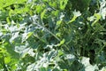 Cabbage Moth damage seen on broccoli leaves