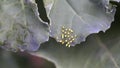 Cabbage moth eggs on a leaf