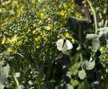 Cabbage Moth on Flowering Broccoli Stalk